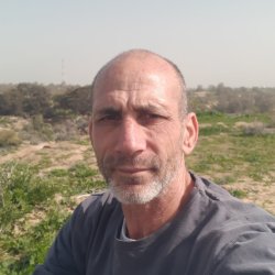 דוד
