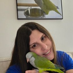 מיטל
